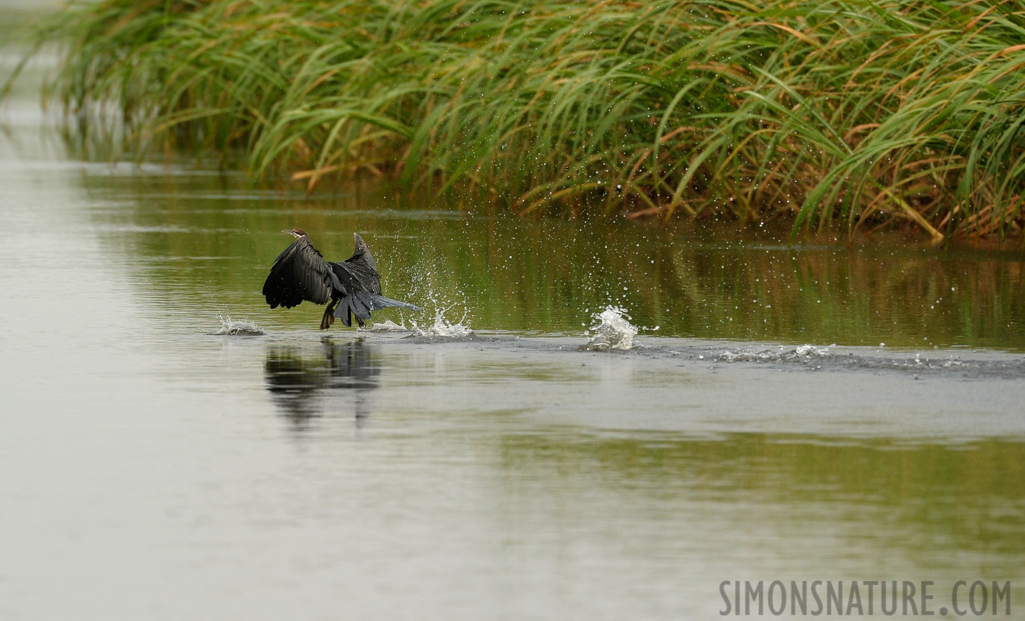 Anhinga rufa rufa [400 mm, 1/1250 Sek. bei f / 7.1, ISO 800]